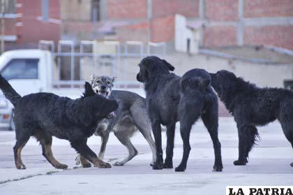 La rabia canina preocupa a concejales
