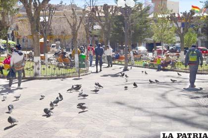 Pretenden evitar que las palomas continúen en la plaza 10 de Febrero