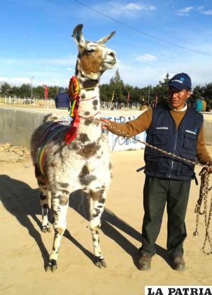 El productor del municipio de Turco, Ángel Gabriel Blanco, junto al gran campeón de la feria de la llama raza Qara