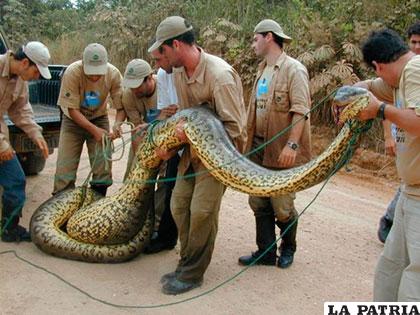 Una impresionante anaconda con 10 metros de largo