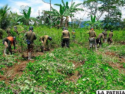 Erradicación de plantaciones de coca en Nor Yungas /radioemanueltocache.blogspot.com