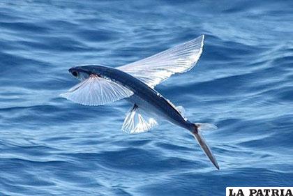 El pez volador ocupa el primer lugar en el ranking de los animales voladores más extraños