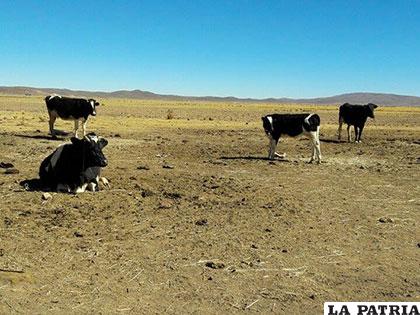 La producción de leche en varios municipios se habría reducido al 50%, por escases de agua y forraje