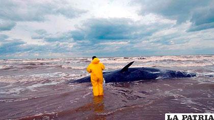124 ballenas fueron encontradas varadas en la isla Clemente