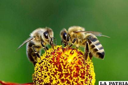 Las abejas son indicadoras de la salud del medio ambiente