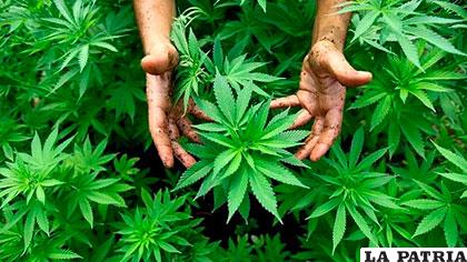 EE.UU. contraria a sacar de la lista de drogas más peligrosas a la marihuana /Archivo