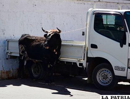 El toro se encontraba atado a un vehículo antes del caos humano