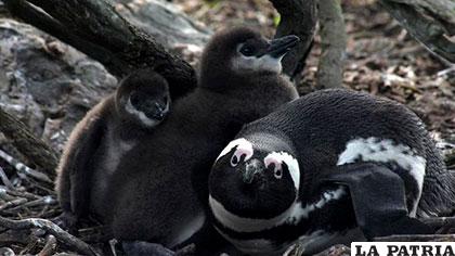 Los pingüinos africanos son uno de los atractivos turísticos de la costa sudafricana