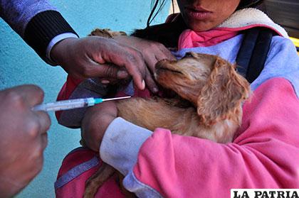 Canes menores de un año serán vacunados en esta campaña /Archivo