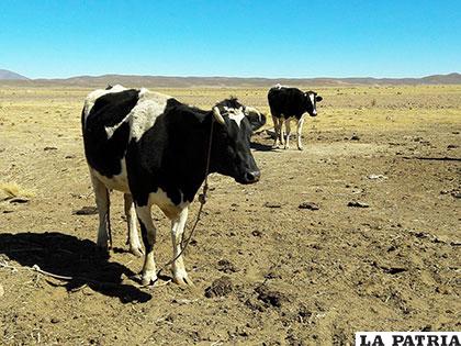La pérdida de producción preocupa a autoridades