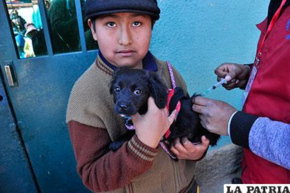 Los niños llevarán a sus mascotas a ser vacunadas en sus establecimientos educativos /Archivo