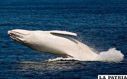 El inmenso cetáceo blanco