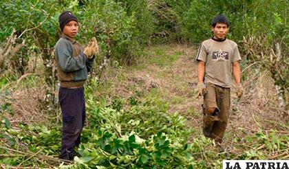 Campaña pretende frenar el trabajo infantil en los yerbales argentinos /HORA22.COM