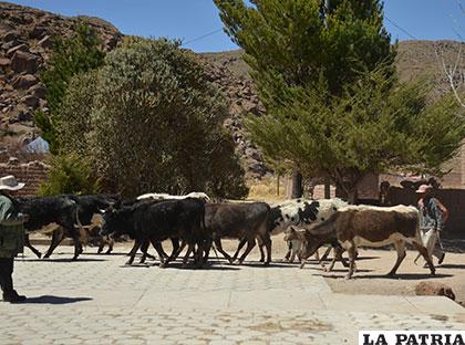 Don Donato reconoció ser el autor del incendio, ayer estuvo al lado de sus vacas
