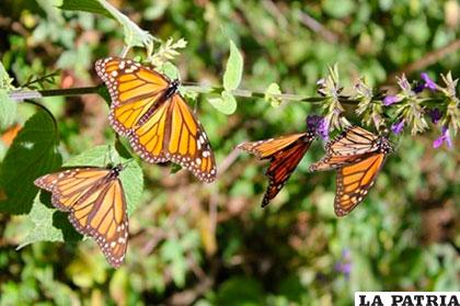 La mariposa monarca hiberna en zonas protegidas de México