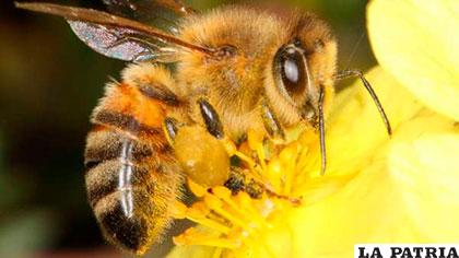 Las abejas salvajes buscan su alimento en cultivos de colza
