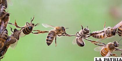La investigación se centró en 62 especies de abejas en el Reino Unido