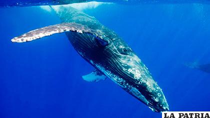Piden a los turistas fotografiar a las ballenas