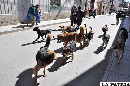 Según el Sedes en Oruro hay 35 mil perros en situación de calle /Archivo