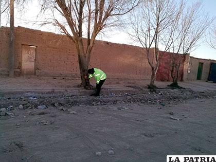 El investigador revisa los daños causados al árbol