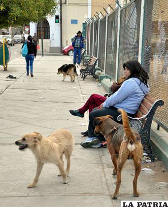 Cada vez aparecen más canes callejeros en pleno centro de la ciudad /Archivo