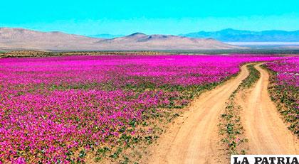 El desierto florido espera con la hermosura de su paisaje a los turistas