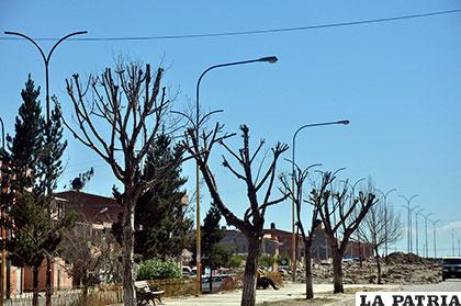 El proyecto de ley del Comité Cívico pretende garantizar el cuidado de los árboles de la ciudad