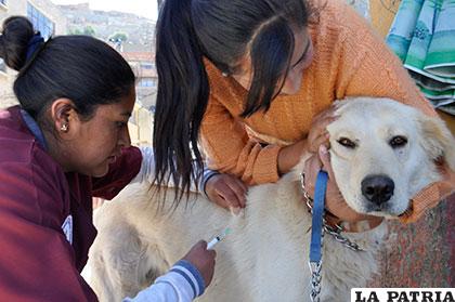 A la fecha suman 70 casos de rabia canina en el municipio por lo que se prevé otra campaña de vacunación /Archivo