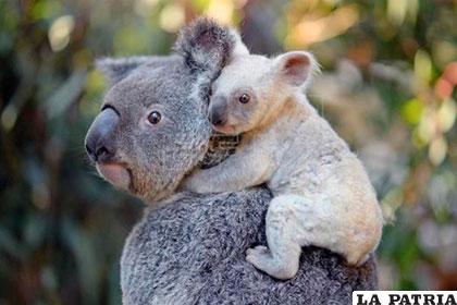 En Australia consideran sorprendente el nacimiento del animal albino