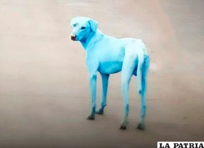 Los canes salieron pintados de azul pero no afectó su salud