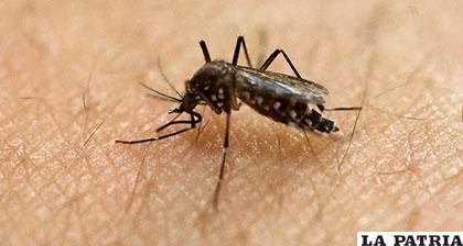 Buscan reducir transmisión del dengue