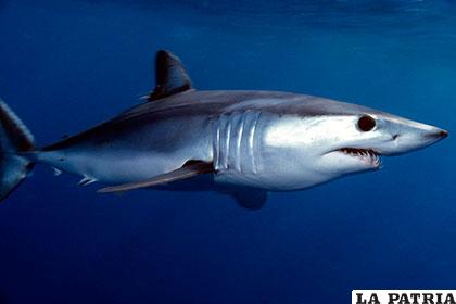 El marrajo, un tiburón de fuerza descomunal y gran velocidad