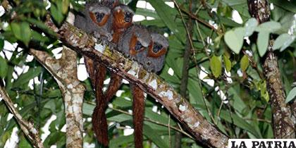 Especies que son parte de la Amazonía brasileña