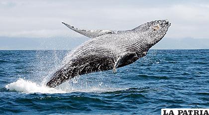 Las ballenas jorobadas llegan a medir hasta 16 metros y pesar 40 toneladas /diariodenavarra.es
