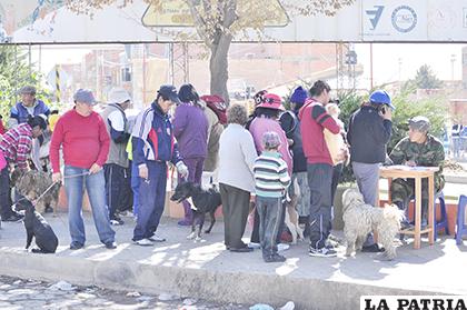 Capturas y campañas de vacunación redujeron los casos de rabia en Oruro /ARCHIVO