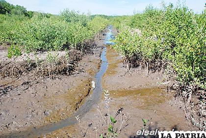 El manglar es un área biótica, formado por árboles muy tolerantes a las sales existentes en la zona intermareal /Elsalvador.com
