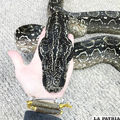 Una serpiente de estas características fue hallada muerta en un basurero /redd.it
