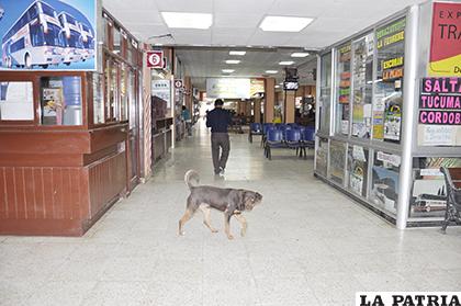 En estos espacios antes funcionaban oficinas deempresas de transporte /ARCHIVO