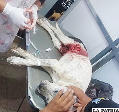 El perro no pudo resistir la herida y murió /Facebook patitas descalzas