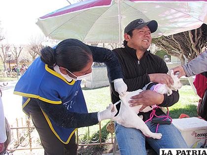 La aplicación de la dosis a la mascota no tardó ni un minuto con los animales dóciles.