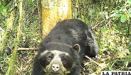 El oso fue capturado por una cámara trampa /pe.s3.amazonaws.com