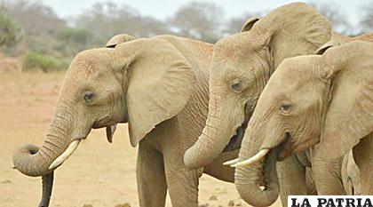 El parque natural Chapada dos Guimaraes acoge a elefantes que han sido víctimas de maltrato /elcomercio.com