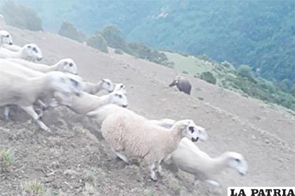 Los pastores están preocupados por la seguridad de sus rebaños /uecdn.es