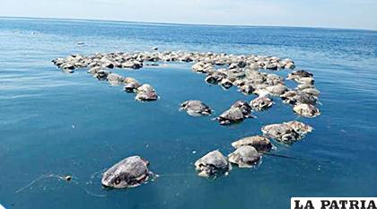 Las tortugas fueron atrapadas cuando iban a desovar /elcomercio.com
