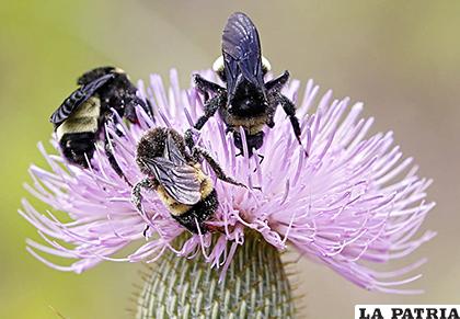La prueba hizo que los abejorros se inclinen por las plantas con plaguicida
/media22.elsiglodetorreon.com.mx