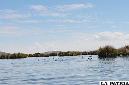 El lago Uru Uru fue declarado como sitio Ramsar
