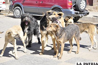 Oruro registró un incremento de ataques por canes /LA PATRIA /ARCHIVO