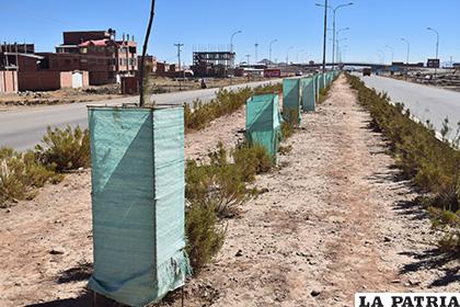 Árboles que fueron plantados en la doble vÍa Oruro-La Paz /LA PATRIA