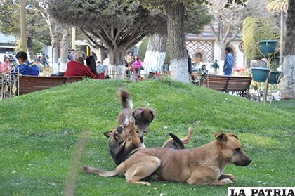 La Fedjuve pide a los vecinos ser más responsables con sus mascotas 
/LA PATRIA/ARCHIVO