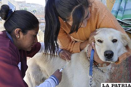 Perros que estén mojados no serán vacunados /LA PATRIA /ARCHIVO